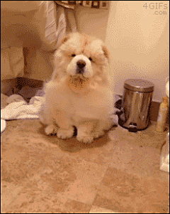 bobo(⊙o⊙)采集到动物