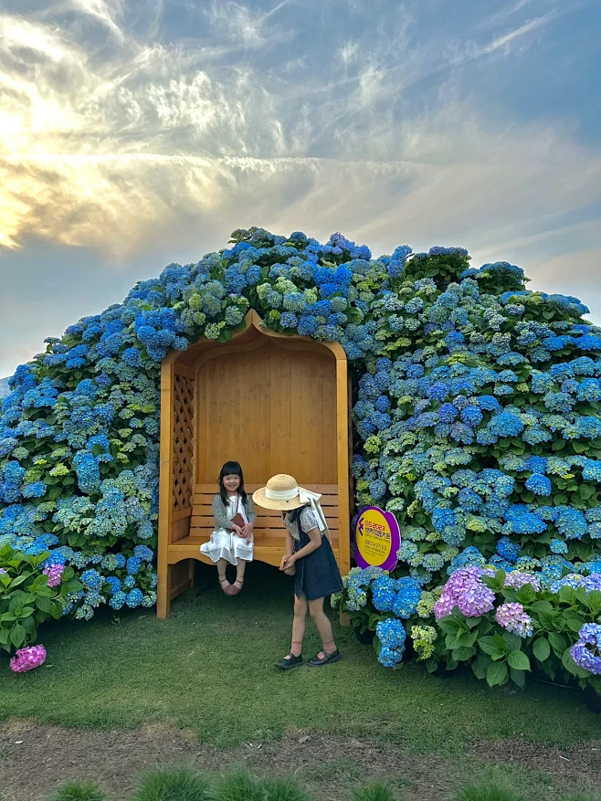 世界花园大会我宣布五月绣球顶流在这！