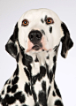 狗, 斑点狗, 动物肖像, 狗的头, 品种的狗, 细心, 污渍, 黑和白, 头