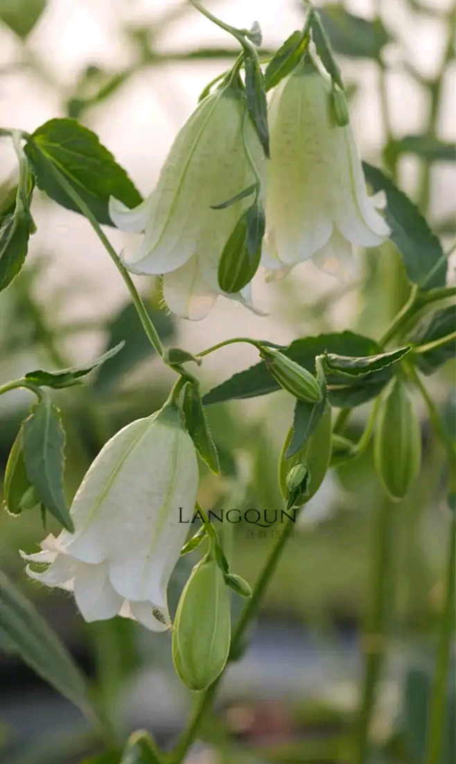 风铃草黄二重