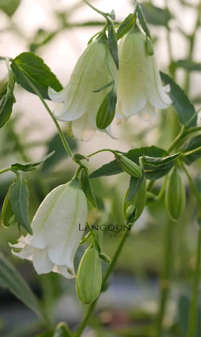 风铃草“黄二重”