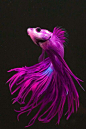 6. Nature -- Fish The purple & blue colors of the Beta fish would be a beautiful color combination to re-create with make-up.