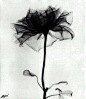(3) 花瓣