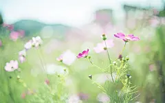 唯美小清新|唯美风景图片|唯美小清新花朵壁纸|春天的花草|小春天盛开的花朵_3|1920x1200像素