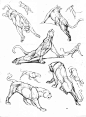 #动物结构# 大型猫科动物的结构~老虎/狮子... 来自原画人官方微博 - 微博