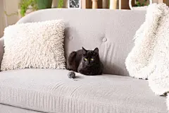 点击来源直接获取大图文件 |Cute black cat sitting with toy mouse on grey sofa in living room