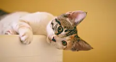 天堂图片网_图片大全，唯美图片，桌面壁纸，高清无水印图片大全