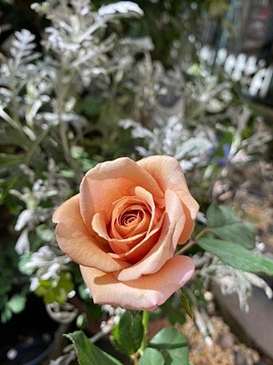 王妃花社可可洛可kokoloco灰色系月季中暴花款含盆小中苗淘宝网