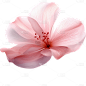 粉色花朵23