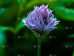 近距离观赏盛开的鲜紫香葱花，背景为墨绿色