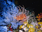 Photo: Lionfish swimming among soft corals狮子鱼