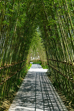 -K-YOU采集到Z景观-竹林夹道