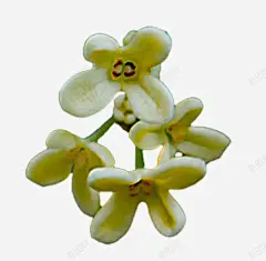 几朵桂花高清素材 八月桂 四季桂 四朵 桂花 元素 免抠png 设计图片 免费下载 页面网页 平面电商 创意素材