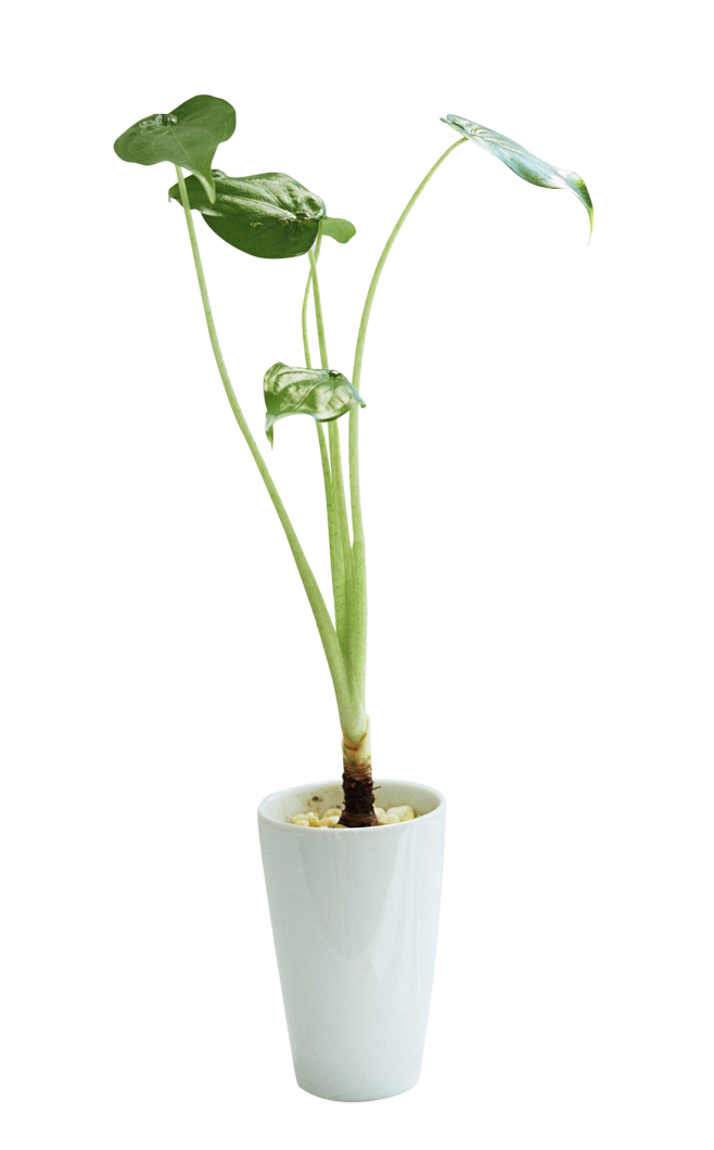 花瓶植物png