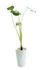 花瓶植物png