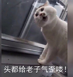 Rainnnyder采集到猫猫头