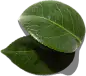 喜提地球：植物 水果