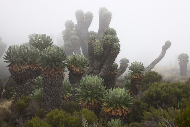 乞峰千里木dendroseneciokilimanjari