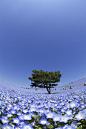 日立海滨公园，茨城县，日本
Hitachi-Seaside park, Ibaragi, Japan 