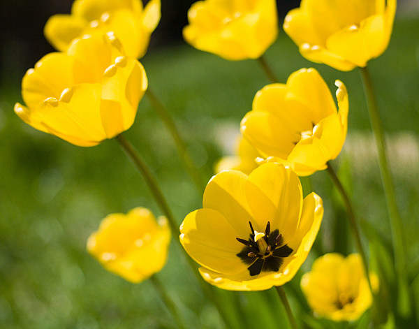 Flower on Behance