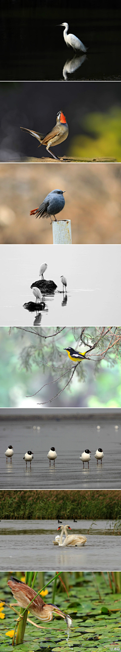 puyuanxuan-绿采集到BIRD