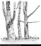 大树抽象纹理插图设计图片