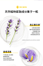 法国蒂可丽Decleor薰衣草精油紧致精华面霜 滋润版 淡纹保湿修护-tmall.com天猫