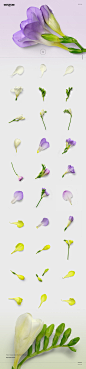 100+春季高质量大自然花卉植物装饰元素PNG免抠图合集包 100 Elements Nature Bundle