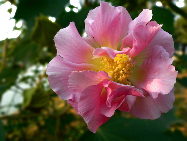 木芙蓉