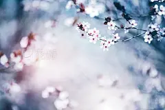 Blooming Cherry Tree