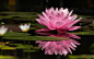 General 3840x2400 nature lotus flowers flowers plants pink flowers