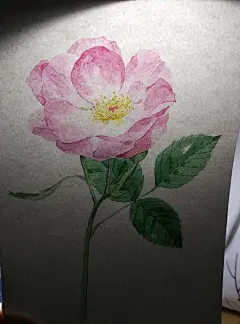 “越轨”月季-アカリ_水彩,月季_涂鸦王国插画