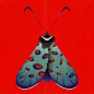 Color Moths-彩蛾---酷图编号1347751