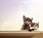 两只眺望的猫咪 小米壁纸下载 | 小米壁纸网-小米手机壁纸|小米动态壁纸|安卓动态壁纸-小米壁纸下载大全