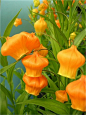 Sandersonia, Lantern shaped orange