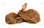 兔子,复活节,褐色,驯养动物,水平画幅,巨大的,爪子,动物身体部位,干净,工作室