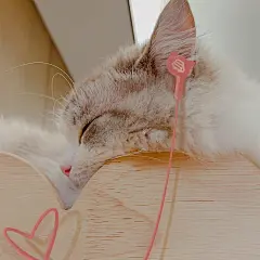 #萌宠情侣头像#
- 热爱漫无边际，生活自有分寸。
—— 沉迷听音乐. (采集ID:º西柚西柚º)
来源:@头像壁纸馆吖-微博