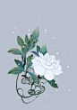 栀子花