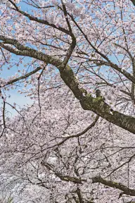 樱桃树,吉野郡,吉野樱花,四个物体,垂直画幅,美,公园,新的,风,花