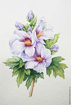 水彩--银莲花 - 高清图片，堆糖，美图壁纸兴趣社区