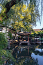 苏州园林景观 建筑 苏州  景观  风景  户外  建筑 	公园 	自然 	干净 	旅游 	中国 	夏天 	大自然 	背景 	传统 	久远 	古老 	楼阁 	美丽 	豪华 	楼宇 	闻名 	园林 	古风 	屋顶 	屋檐 	瓦 	秀丽 	色彩 	壁纸 	中国风 	特色 	底蕴 	宁静 	姑苏 	苏州园林 	盛开 	植物 	江南 	草木 	美观 	楼 	古楼 	亭 	古代 	文化 	遗产 	珍贵 	文物 	石 	光影