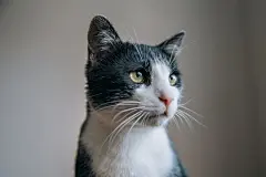 点击来源直接获取大图文件 |有趣的猫