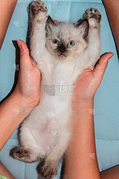 小猫伸展，可爱的猫有乐趣