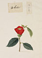 Kawahara Keiga (川原慶賀)   

Camellia
