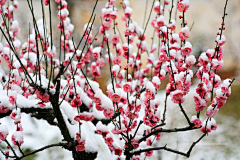 *踏雪寻梅*采集到梅