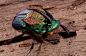 彩虹甲虫