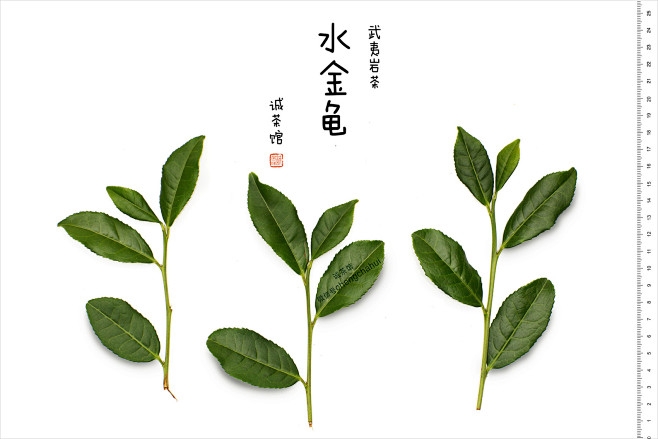 图鉴|诚茶馆 茶谱|新青年[科学/文艺]...