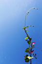花朵图片：小小喇叭花 (10)