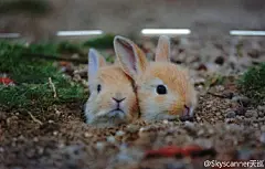 #巡旅图#在日本大久野岛上，栖息着上千只野生兔子，每天就是除了吃就是睡，见人来了就抱大腿撒娇，还一副我是吃货我还萌的小样儿，来，摸摸头→ O网页链接