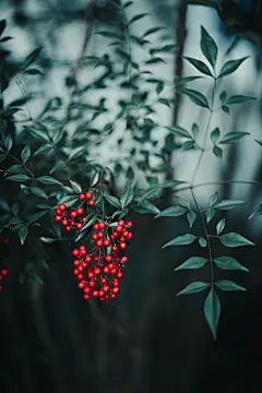 一串, 一束, 养分, 分公司 的 免费素材图片